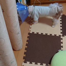 れおんの目となるの画像