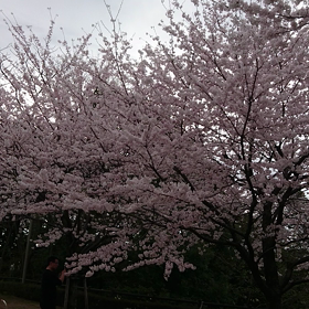 やっとのお花見なのだ♪の画像