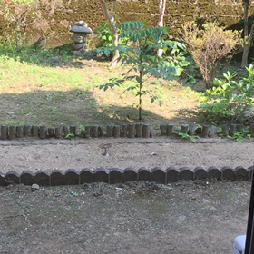 砂浴び   動画の画像