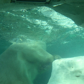 上野ZOO 動画の画像