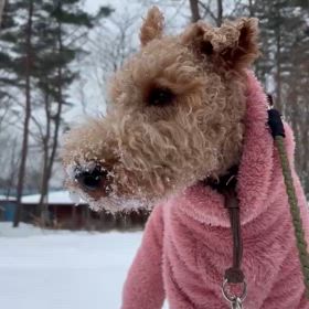 雪の画像
