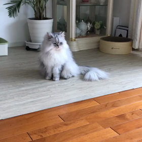 珠音のおきゃん☆の画像