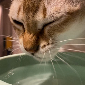 お水飲む　まりちゃんの画像
