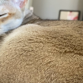 すやすやの画像