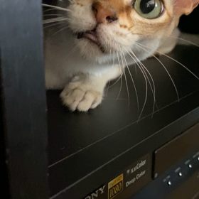 みゃー　の画像