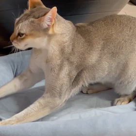 猫の赤ちゃんがえりの画像