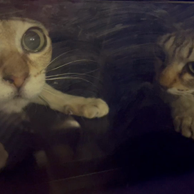 ねこ姉妹2023年年越しⅡの画像