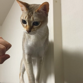 撫でてくださいの画像