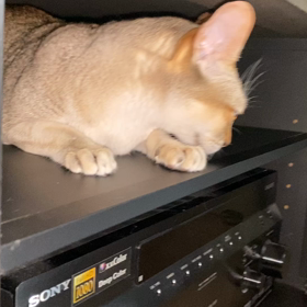 にゃーの画像