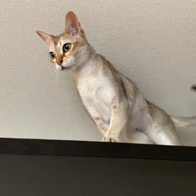 ミャー　ミャー　の画像