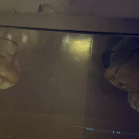 ねこ姉妹2023年年越しの画像