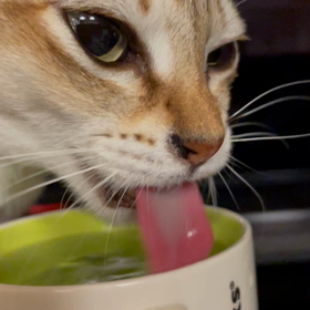 水飲むの画像