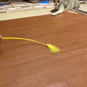 猫じゃらしと戯れるの画像