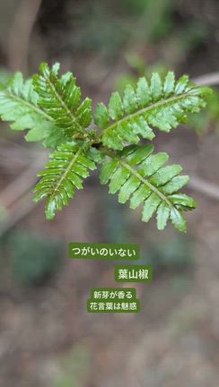 小さな小さな庭の、小さな小さなものがたりの記事動画