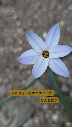 小さな小さな庭の、小さな小さなものがたりの記事動画