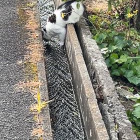 猫は水にこだわるの画像
