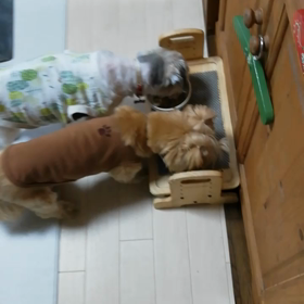 ごはん♪ごはん♪の画像