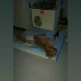 ピトッの画像