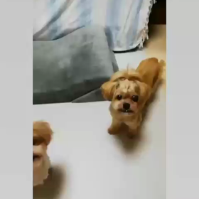  ✿ちちんぷいぷい✿の画像