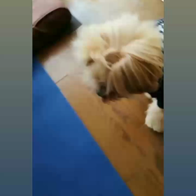 おーいタピくん♬の画像