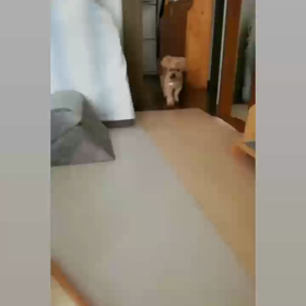 あれ？の画像