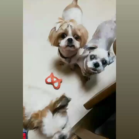 エールの画像