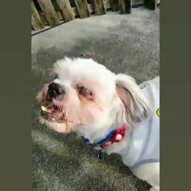 樹への画像