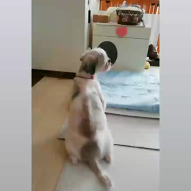 ＃耳ペタの画像