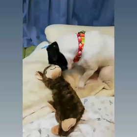 きょとん♫の画像