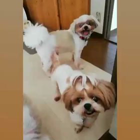 「おやつだっ♫」の画像