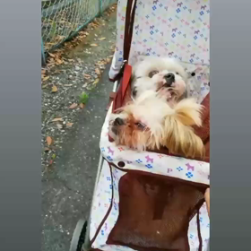 あさんぽ ⁽ଘ( ˊᵕˋ )ଓ⁾♪の画像