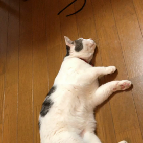 あけましておめでとうございます♪の画像