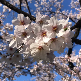 小金井公園にての画像