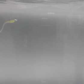 プランクトン1.8水中動画の画像