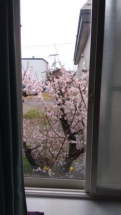 鳥と黒猫✨梅の花の記事動画