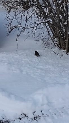 やっぱり痛いけど(>_<)✨雀ちゃんの記事動画