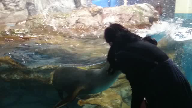 浅虫温泉水族館で！アシカと仲良くなりました！の記事動画