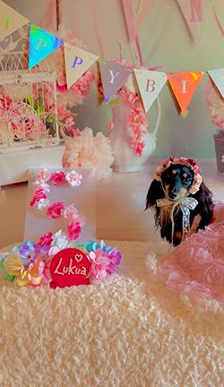 ルクア嬢❤️5歳のお誕生日❤️の記事動画