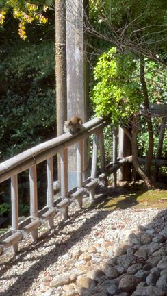 タリルクの夏旅2025【伊豆篇⑦】 小さな訪問者と囲む朝食@レジーナリゾート伊豆無鄰の記事動画