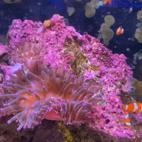 箱根園水族館に行ってきましたの画像