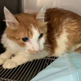 ゆず太郎日記”JWC応援！クラウドファンディング”の画像