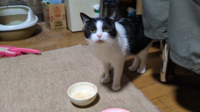 ゆず太郎日記・オタクそして妖怪の記事動画