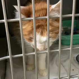 ゆず太郎動画あり”現在飼育中の猫たち”の画像