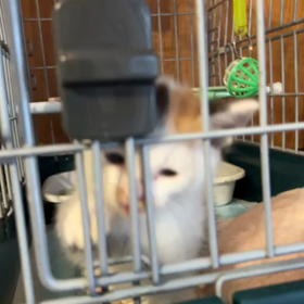 ゆず太郎日記”茨城センターより引き出し総勢17匹”の画像