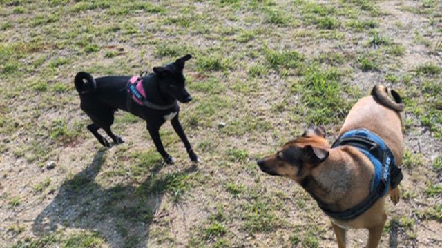 変化と順応の記事動画