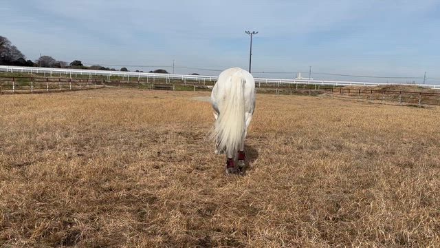＊ 風邪が強くても ＊の記事動画