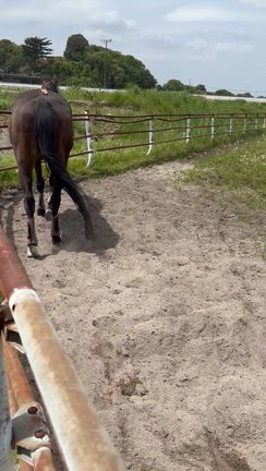 ＊ 競馬開催中 ＊の記事動画