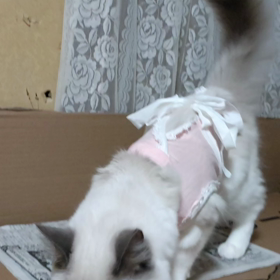 リリーちゃん、避妊手術してきました。いたって元気ですの画像