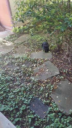小さなお客様…の記事動画