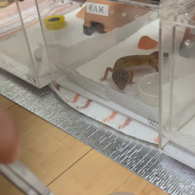 ピアちゃん貪欲な食欲の画像